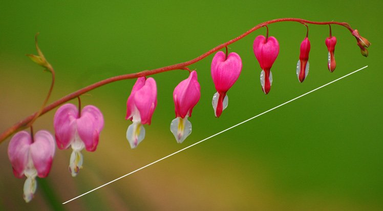 15個(gè)花卉拍攝必學(xué)技巧